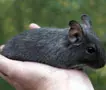 degu s m